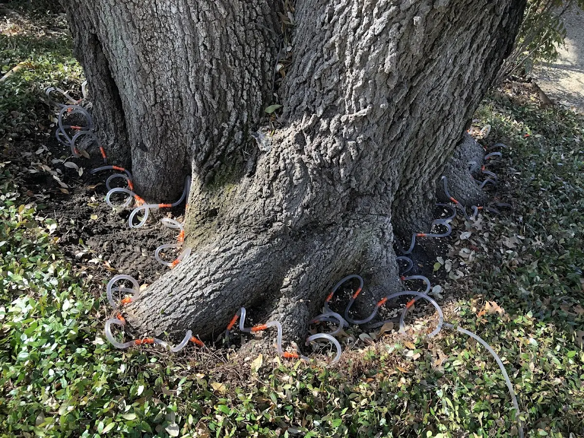 Detailed Tree Cabling and Bracing job site in Buxton