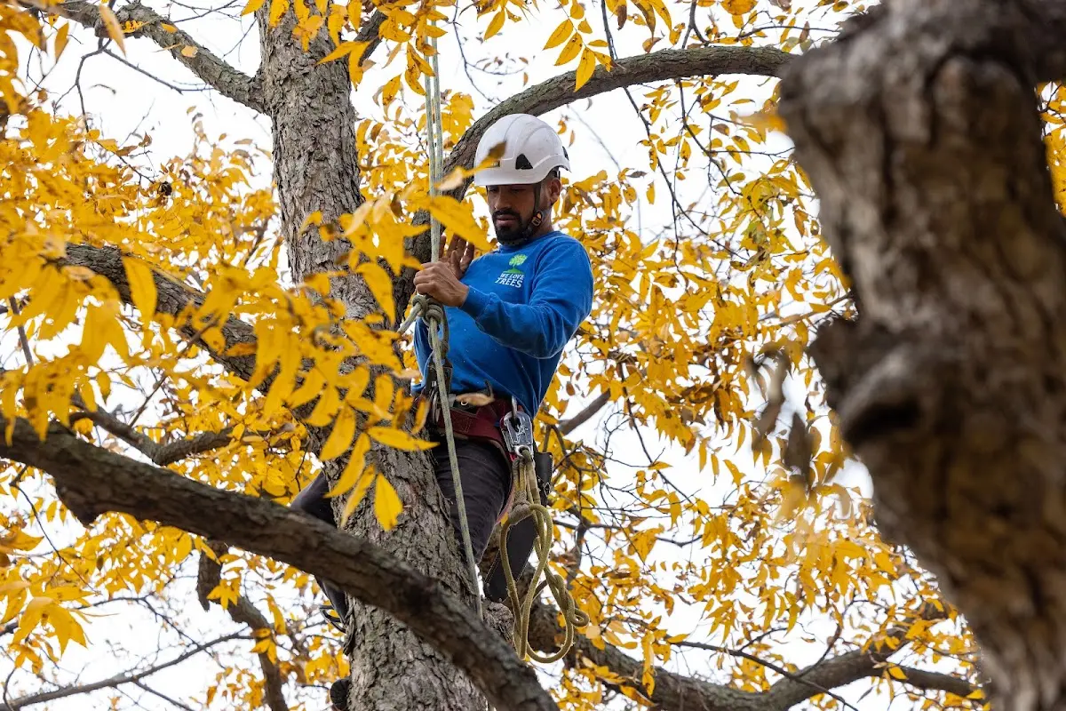 Skilled Tree Planting crew working in Buxton